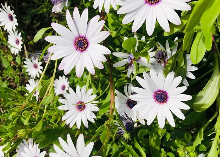 Pool House 2 Etoiles Vue Panoramique Amazing Sea View Wifi Linge Linen Inclus Aircondition *